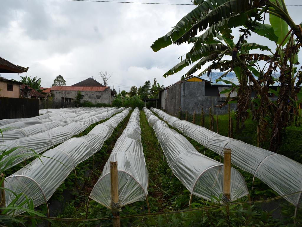 Dajan Buyan Homestay Bedugul  Eksteriør bilde